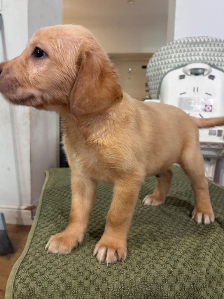 Labrador x golden retriever ( goldador)