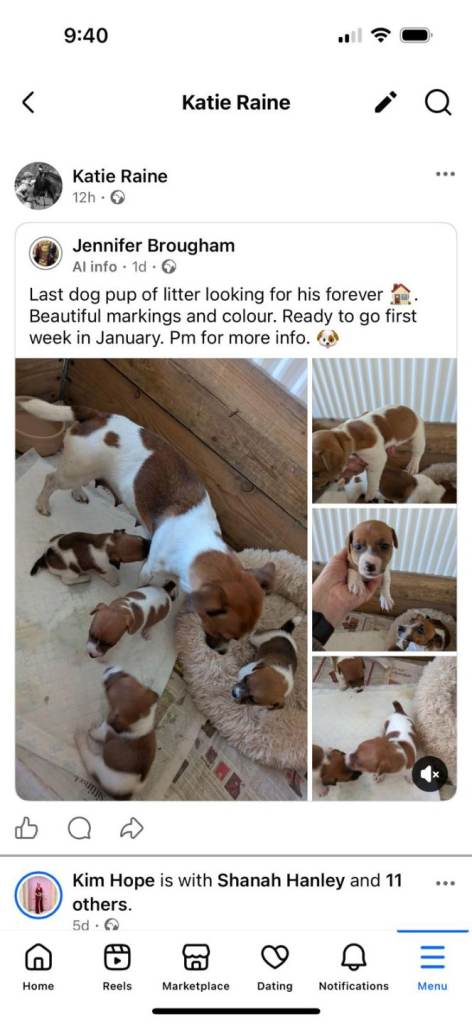 Jack Russell puppies