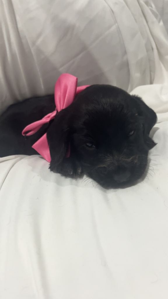 Show type cocker spaniel puppies 