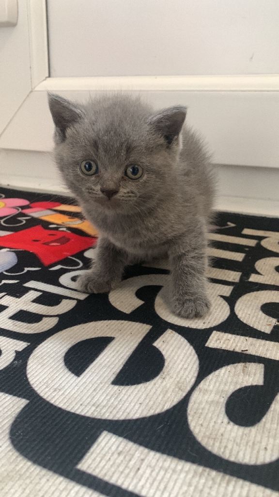 British shorthair kittens