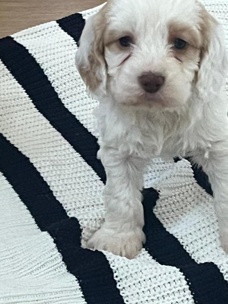 Cockapoo soups for sale 