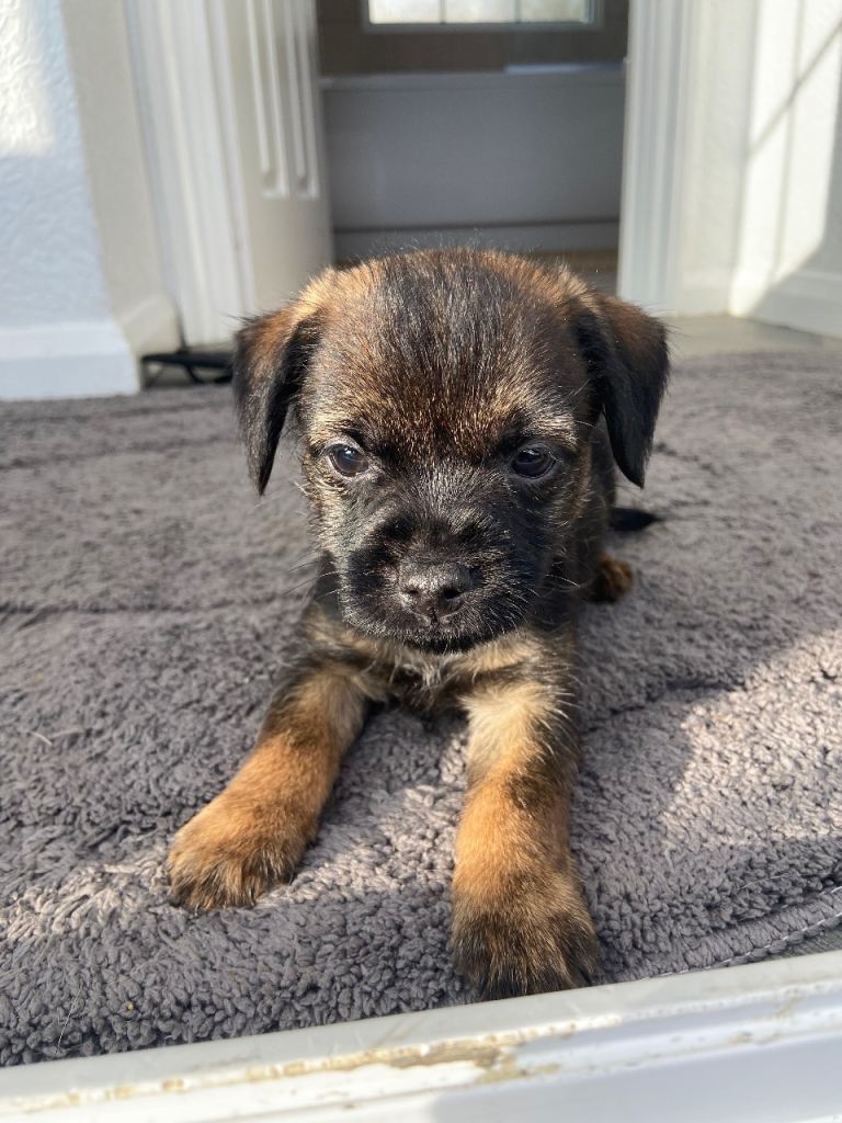 Two border terrier girl puppies