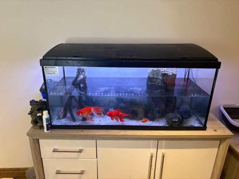 Aquarium and gold fish 