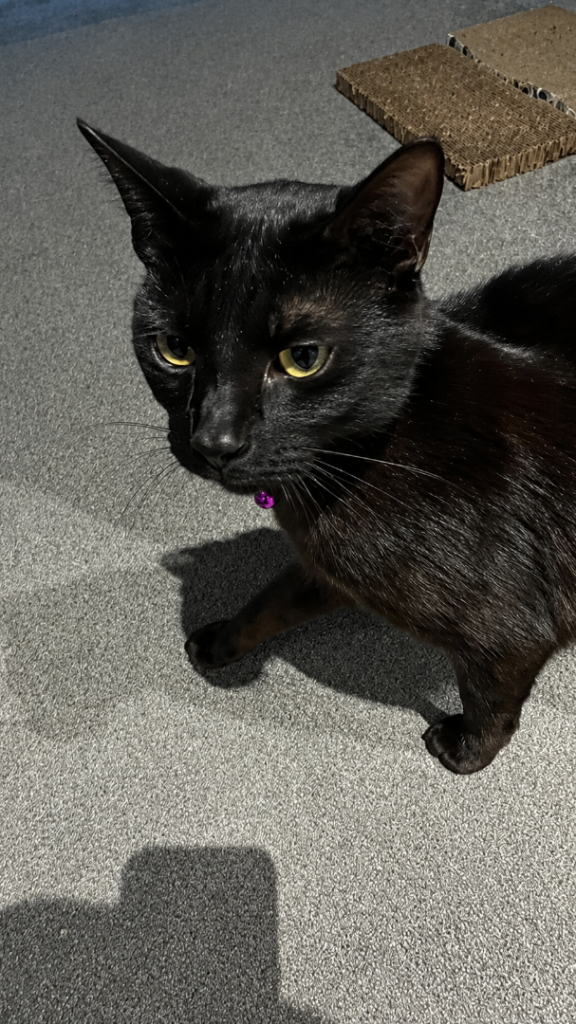 2 domestic shorthair male cats - must be housed together 