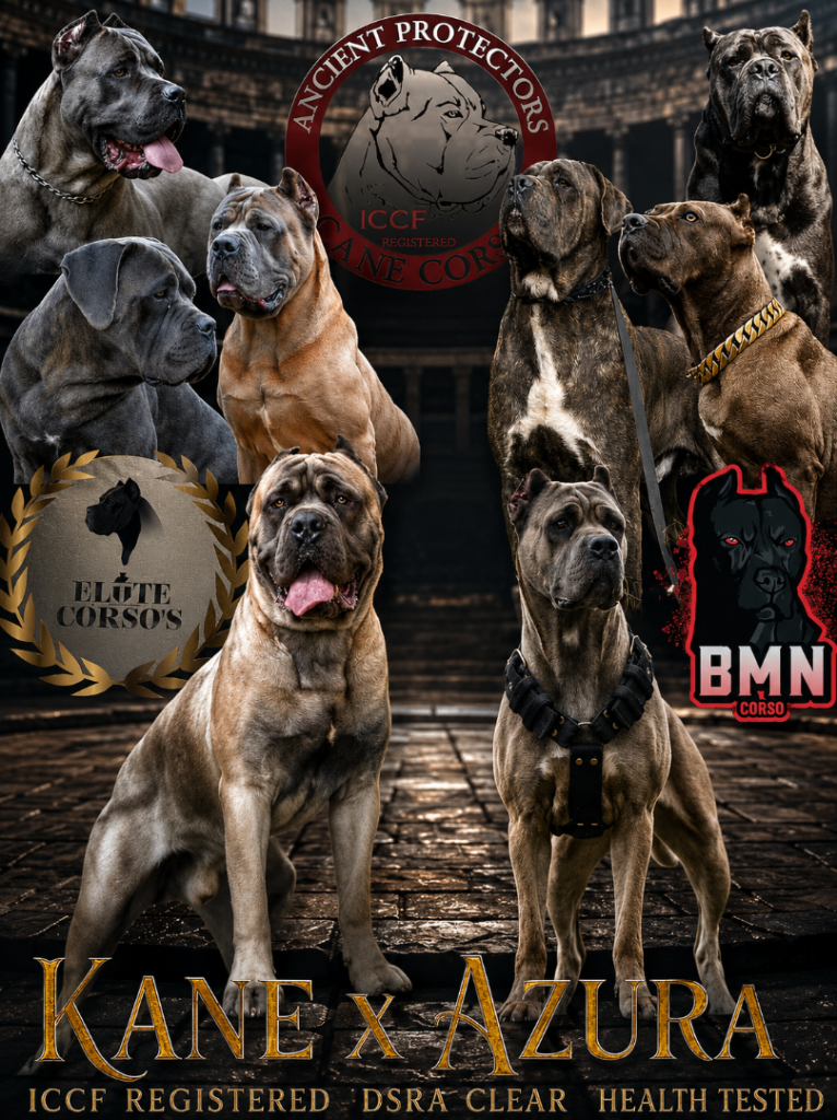 🏆 ICCF CANE CORSOS FRON HEALTH TESTED PARENTS AND GRAND CHAMPION PEDIGREE 🏆