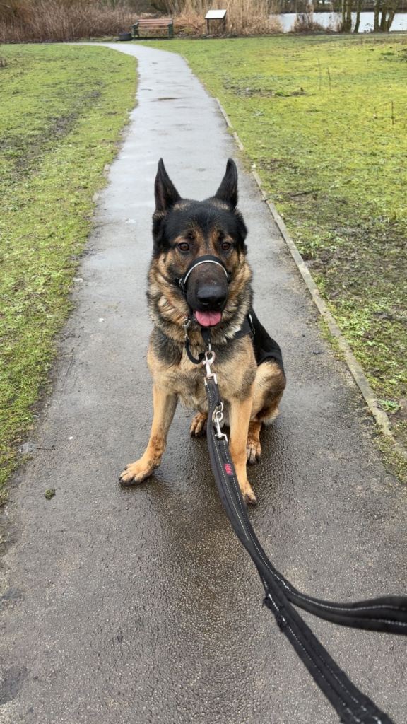 1 year old German shepherd MALE 