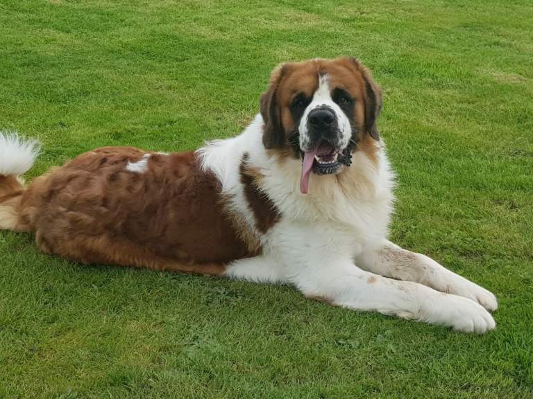 St Bernard for sale