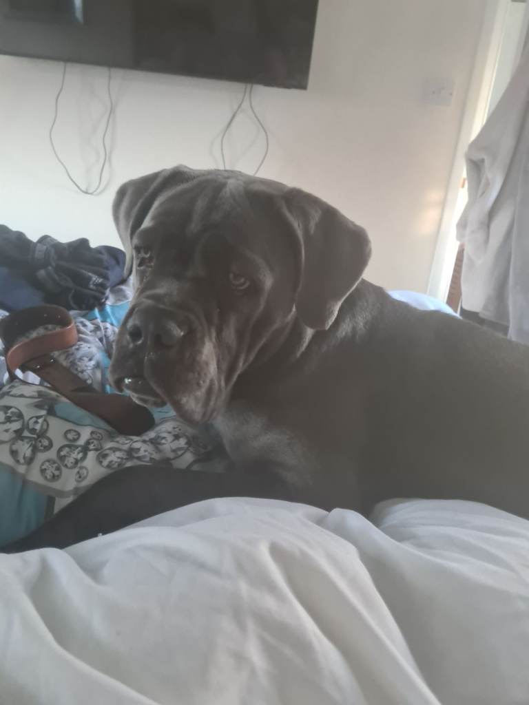 Looking for his forever home