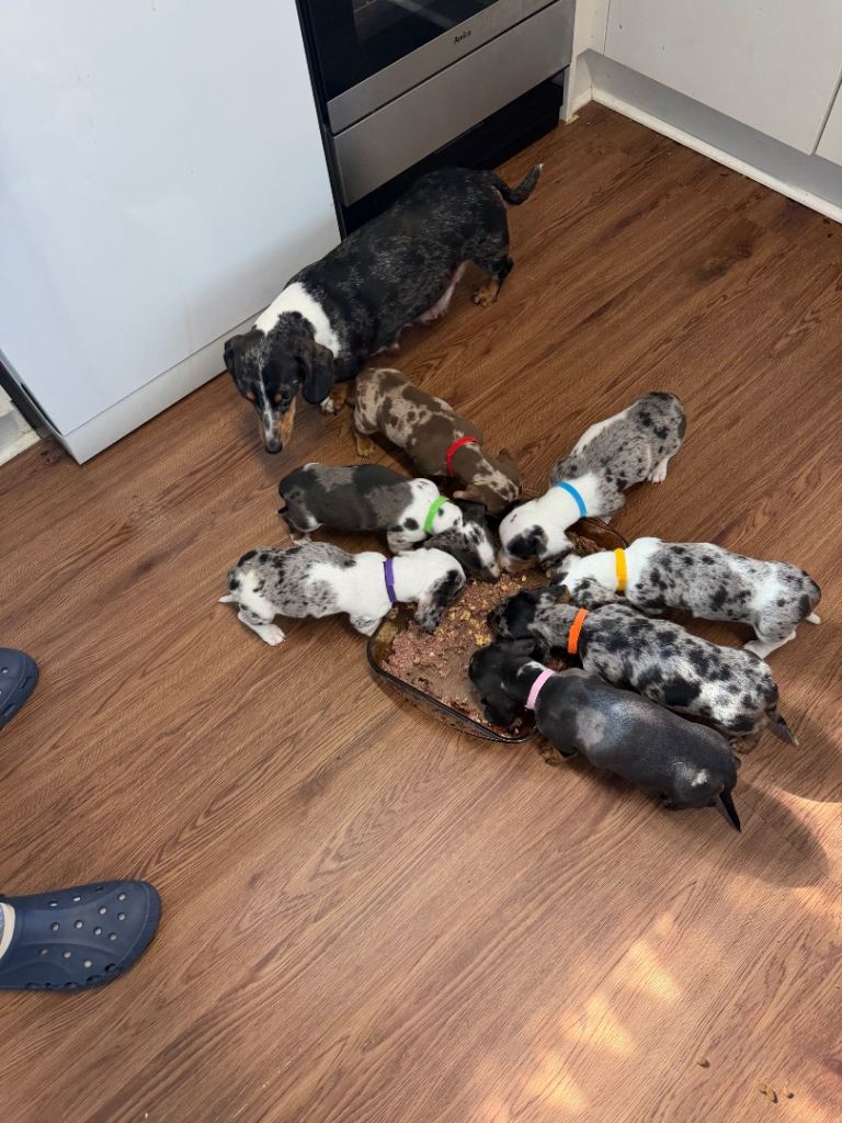 Beautiful miniature Dachshund Puppies 6girls 1boy