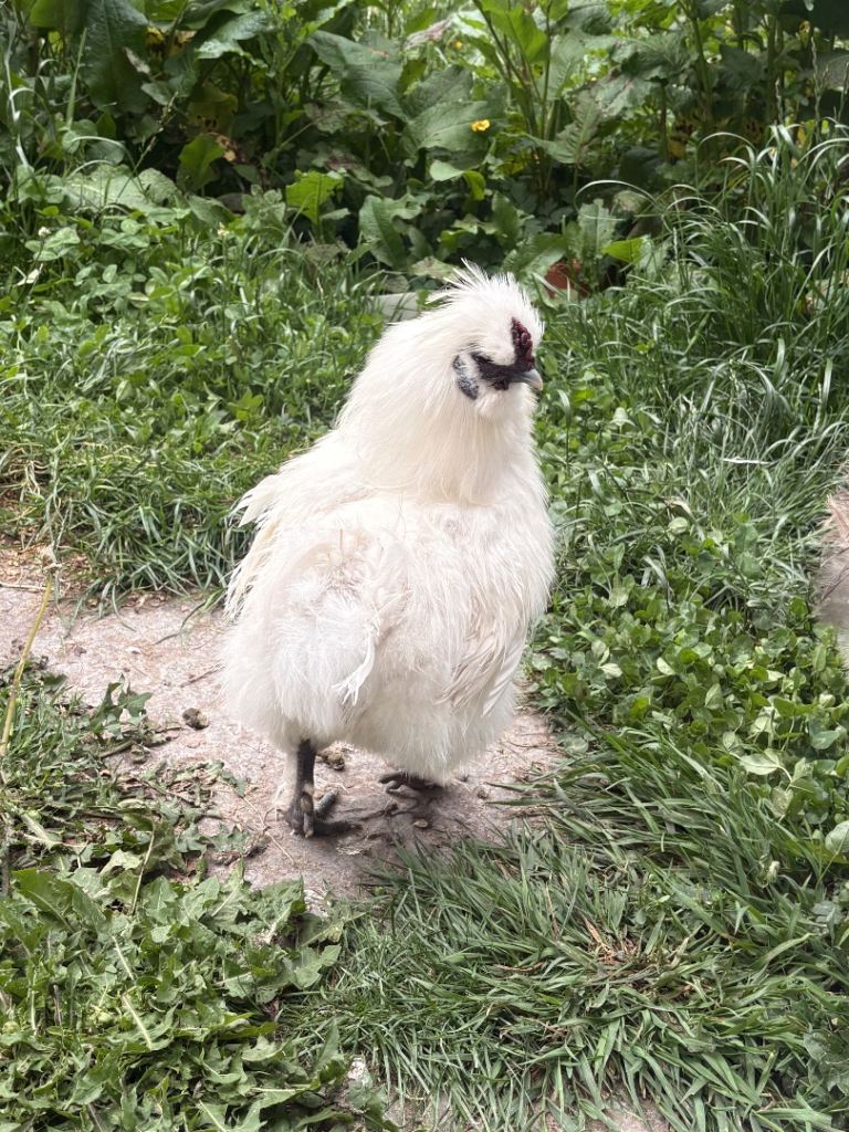 3 Silkies looking for a loving home