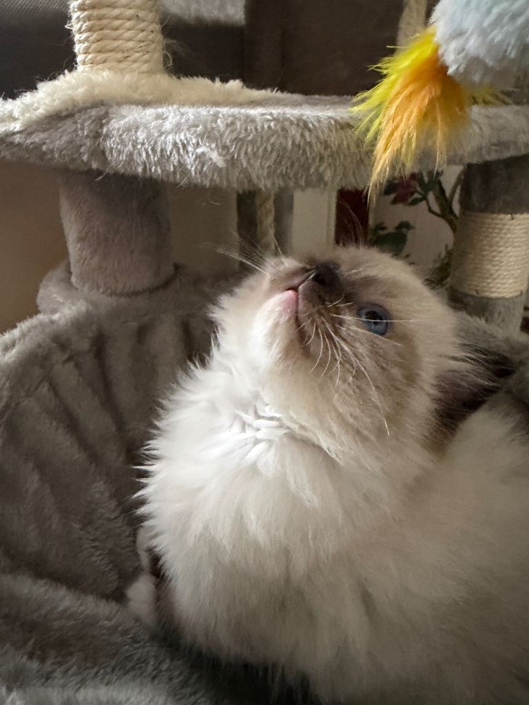 Pure breed ragdoll kitten for sale
