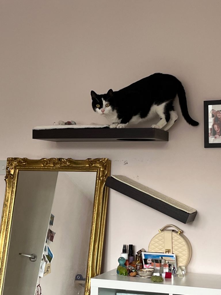 New: Cat Shelves