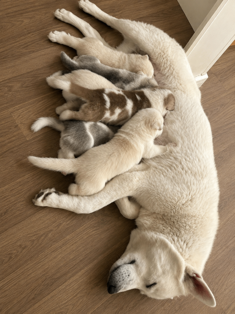 🐾 Beautiful Husky × Alaskan Malamute Puppies – Loving Homes Wanted ❤️