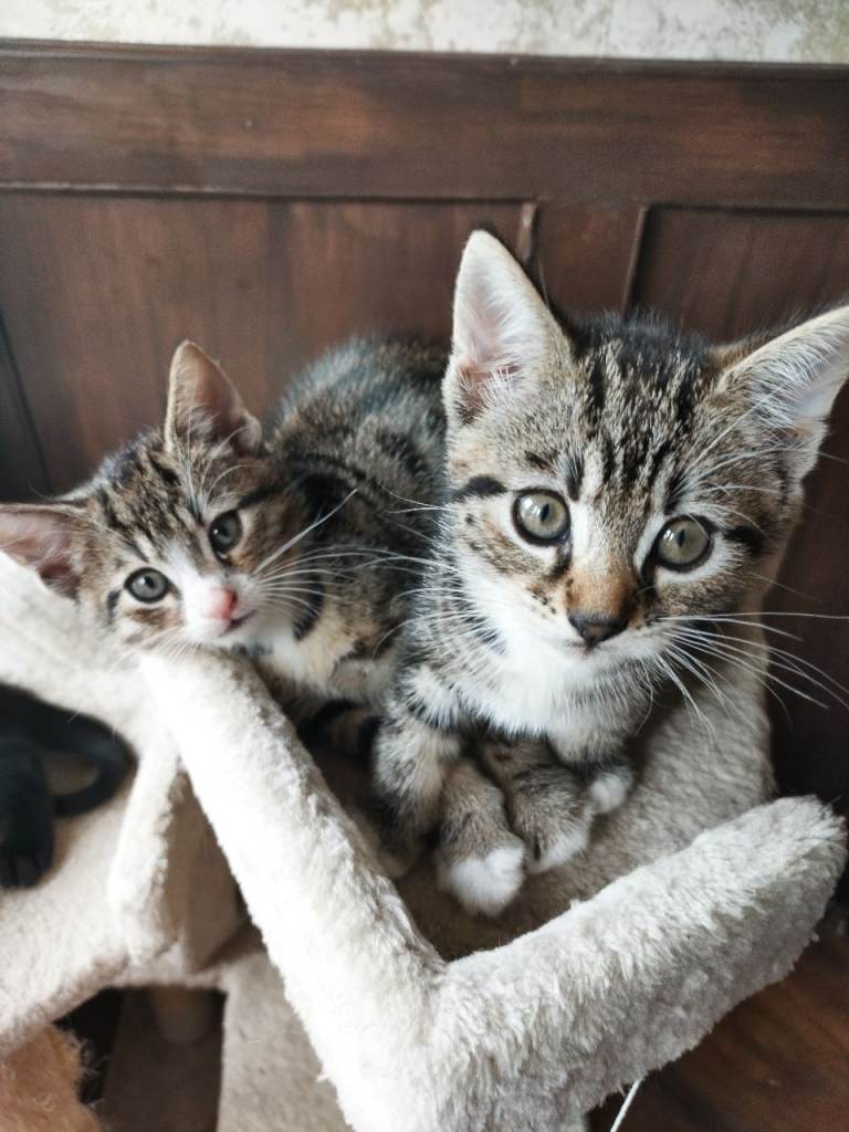 3 beautiful kittens 1 girl 2 Boys. Waiting for their forever home, Ready now