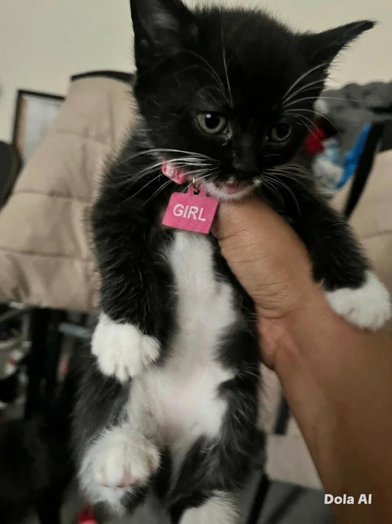 Kittens boy and girl mix 