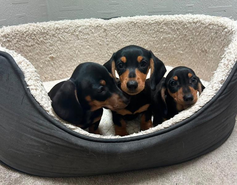 Miniature Dachshund Puppies