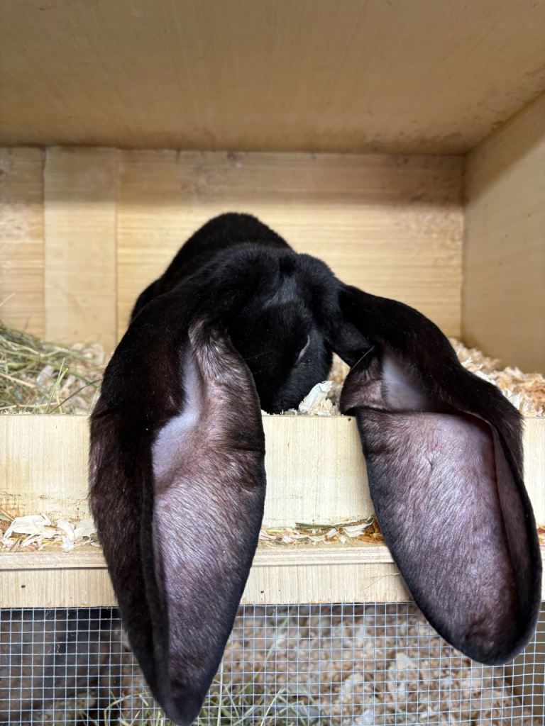 English lop rabbit young buck 