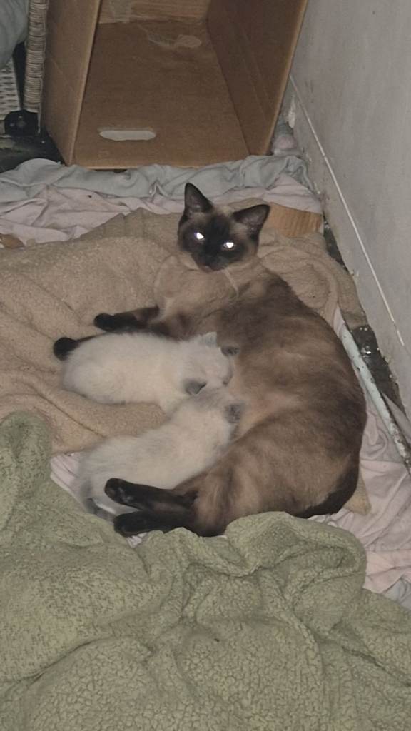 Adorable Ragdoll Kittens – Ready Soon! 