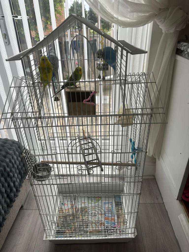 4 Budgies for Sale (Mixed Male female ) with Cage and accessories
