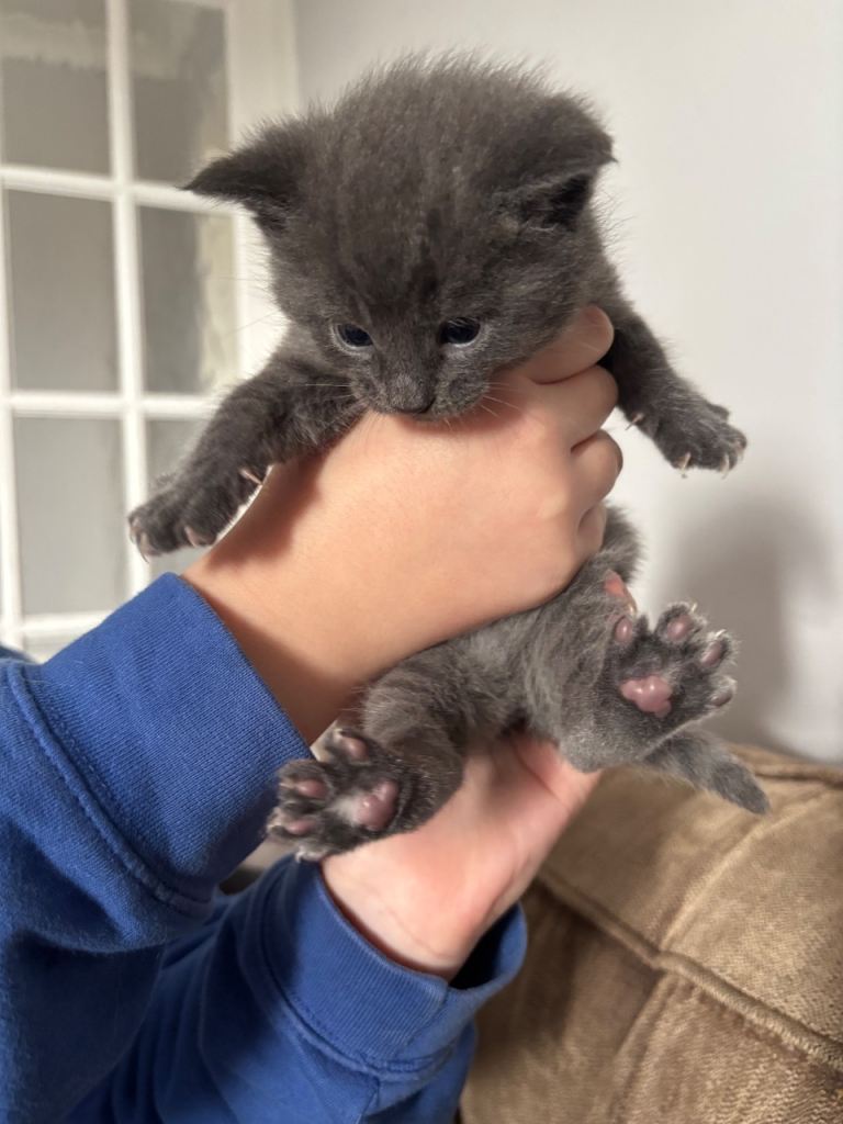 Four mixed breed kittens available to reserve 