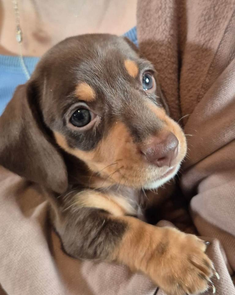 3 x miniature dachshund pups 