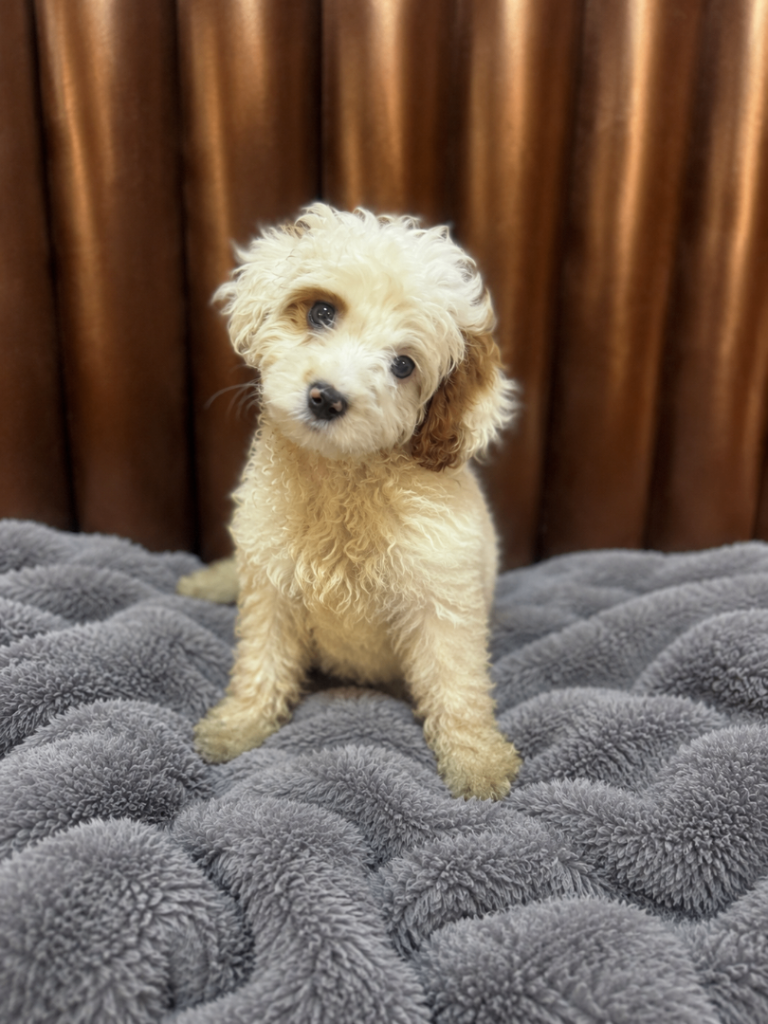 Cavapoo boy puppy for sale 