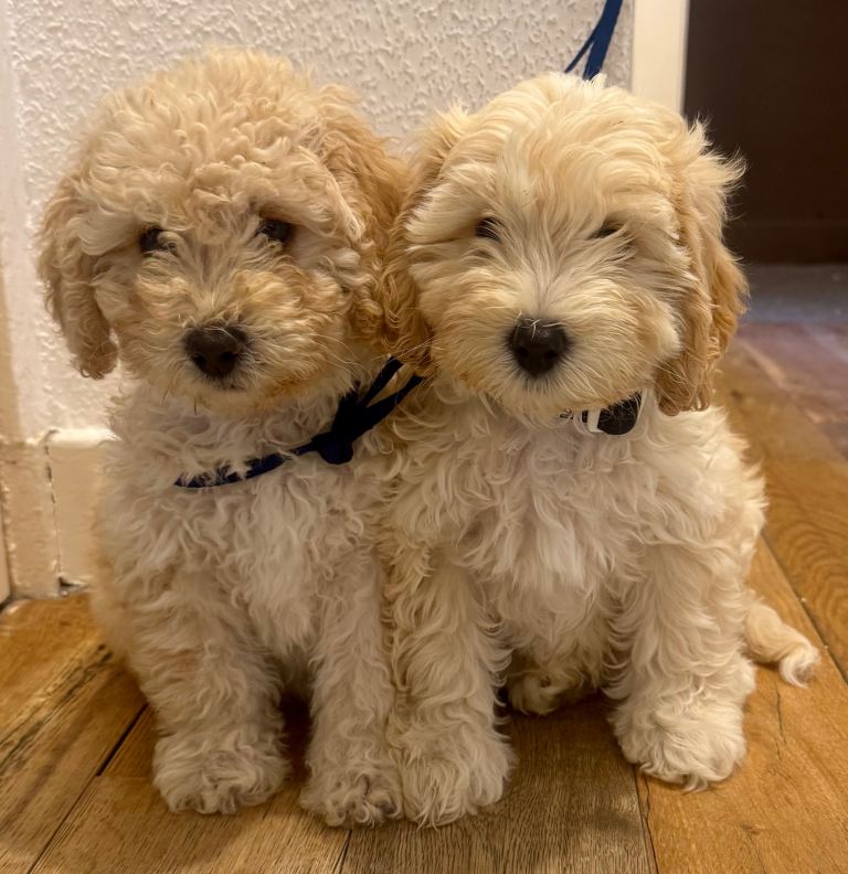 Beautiful F2B Cockapoo puppies 