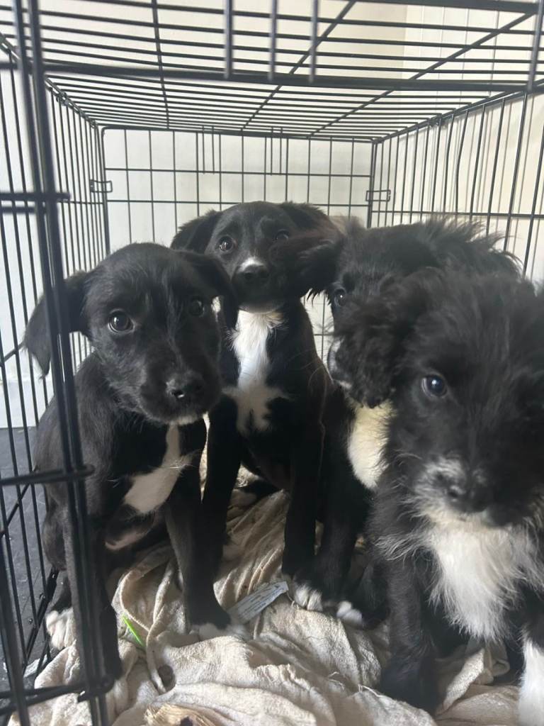 Staffy x colliepoo