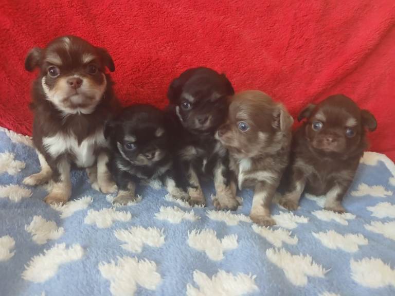 STUNNING LITTER OF KC REGISTERED LONG COAT CHIHUAHUA PUPPIES 