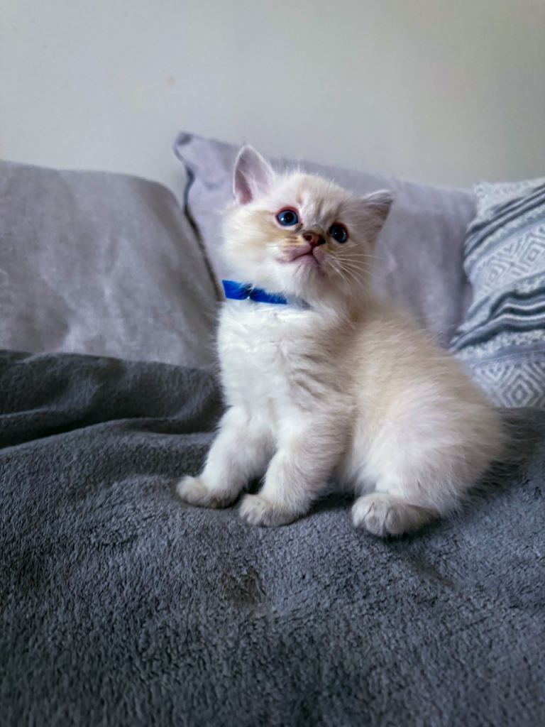 Pure Ragdoll Kittens for Sale – £800