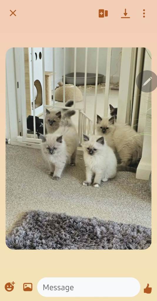 Gorgeous Ragdoll male kittens