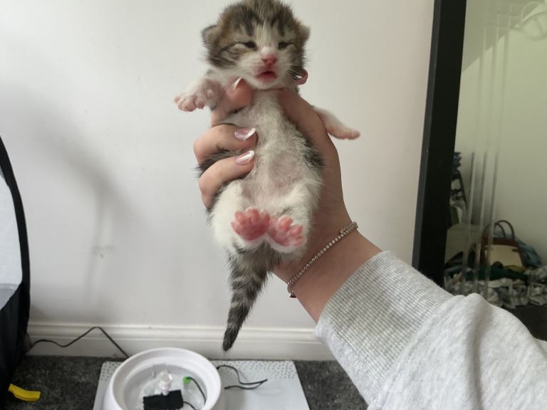 3 Kittens 