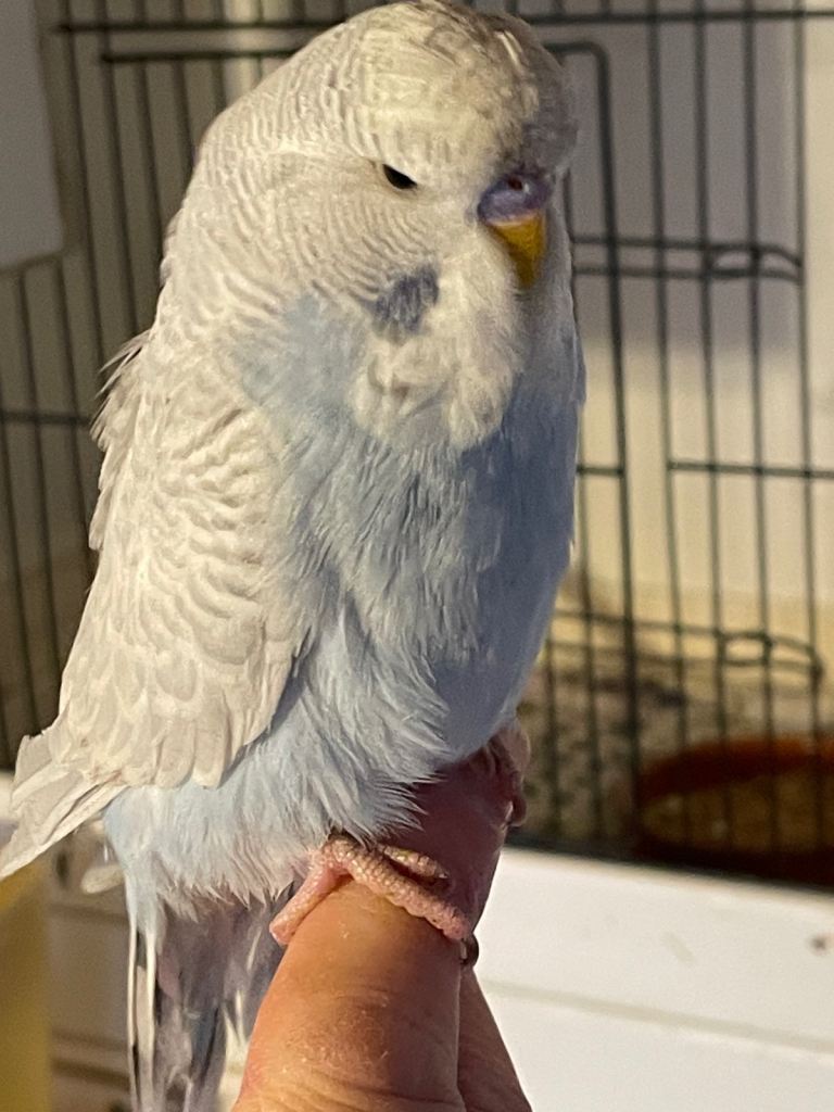 Two baby budgies brothers . New 23 December 