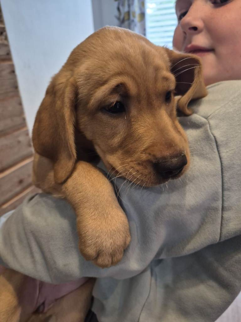 Beautiful labrador puppies    kc registered 