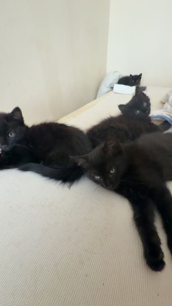Black kittens for sale (4)