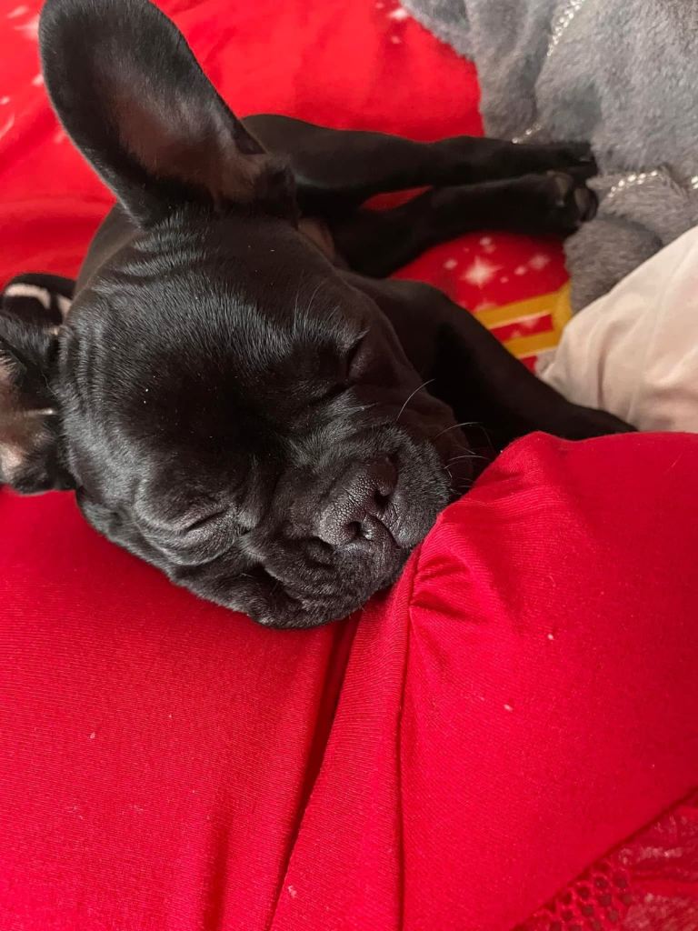 French Bulldog for sale 