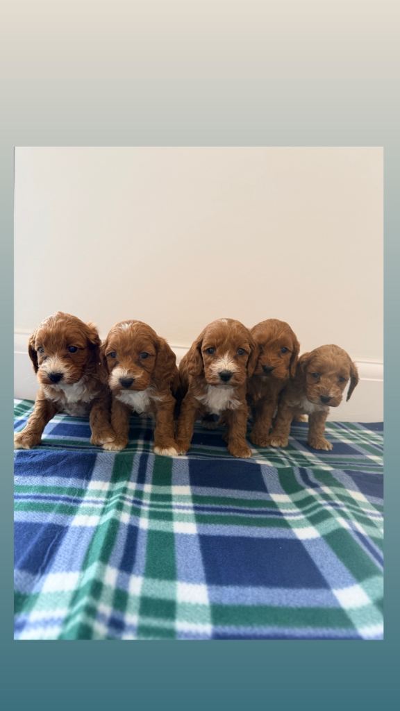 F1 cockapoo puppies boy&girls