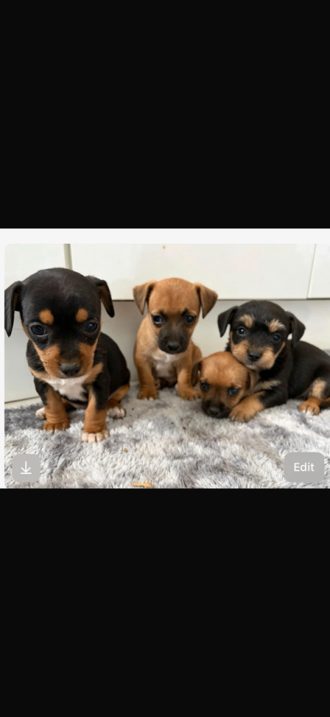 Jack Russell Puppies