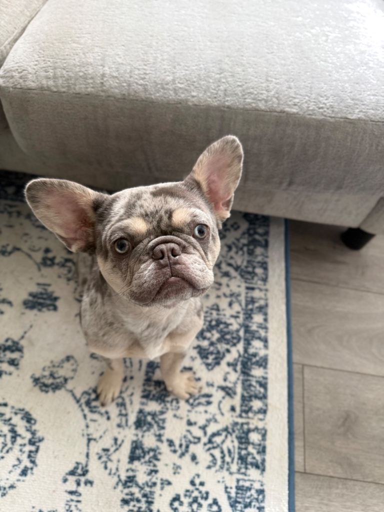 💙 Beautiful Merle French Bulldog Boy Looking for a Loving Home – £850 ONO 💙
