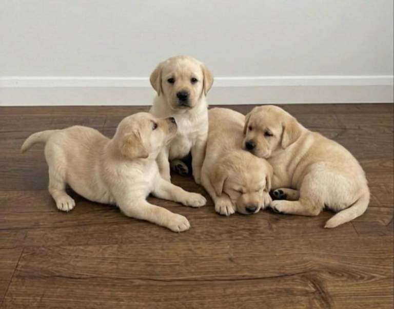 Labrador Puppies 