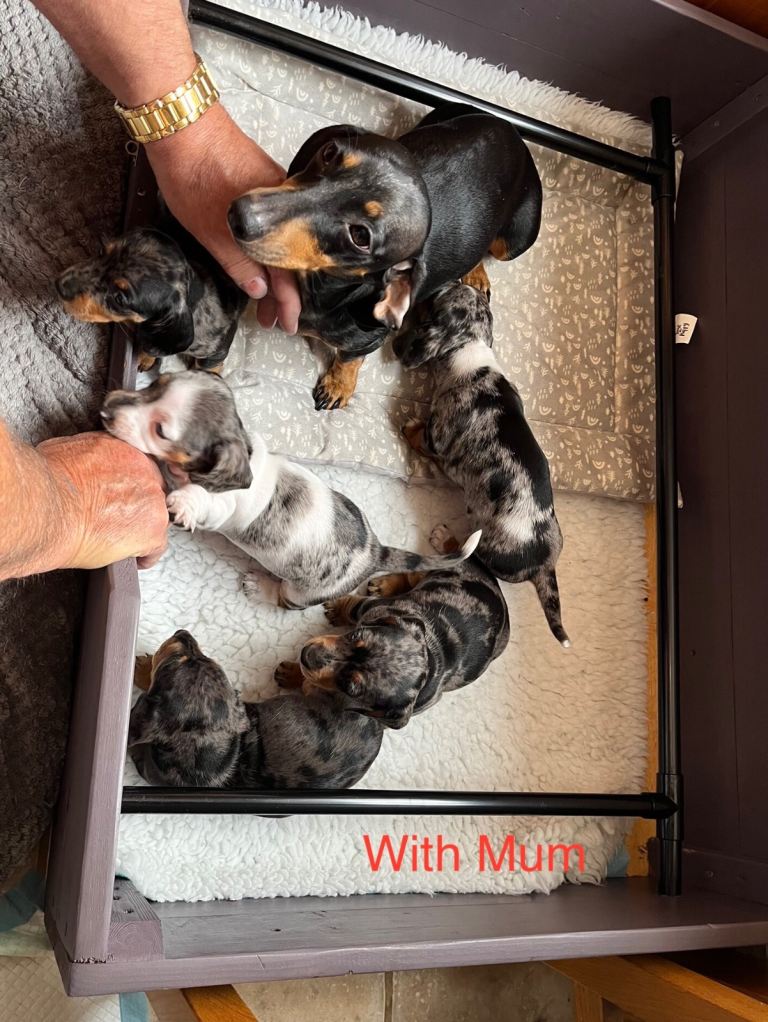 Beautiful Miniature Dachshund Puppies 