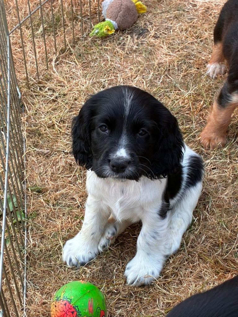 Cocker spaniel puppies 