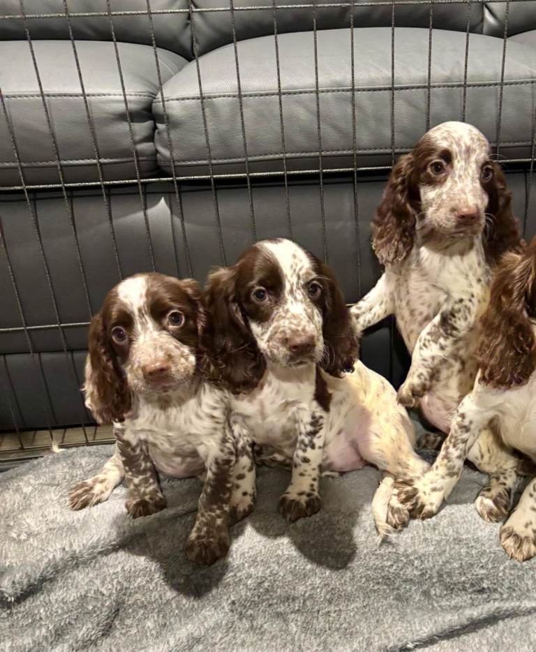 Cocker Spaniel Girls Ready Now Fully Vaccinated 