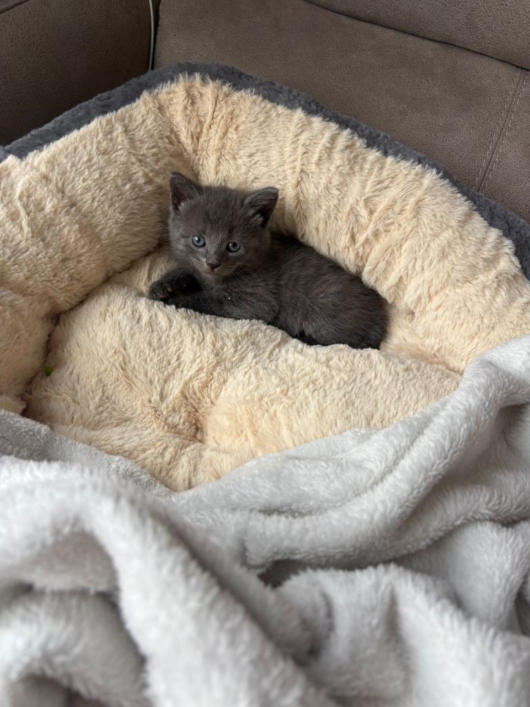Mixed litter of kittens 