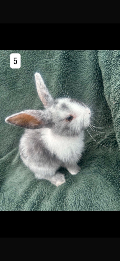 Baby rabbits FOR SALE