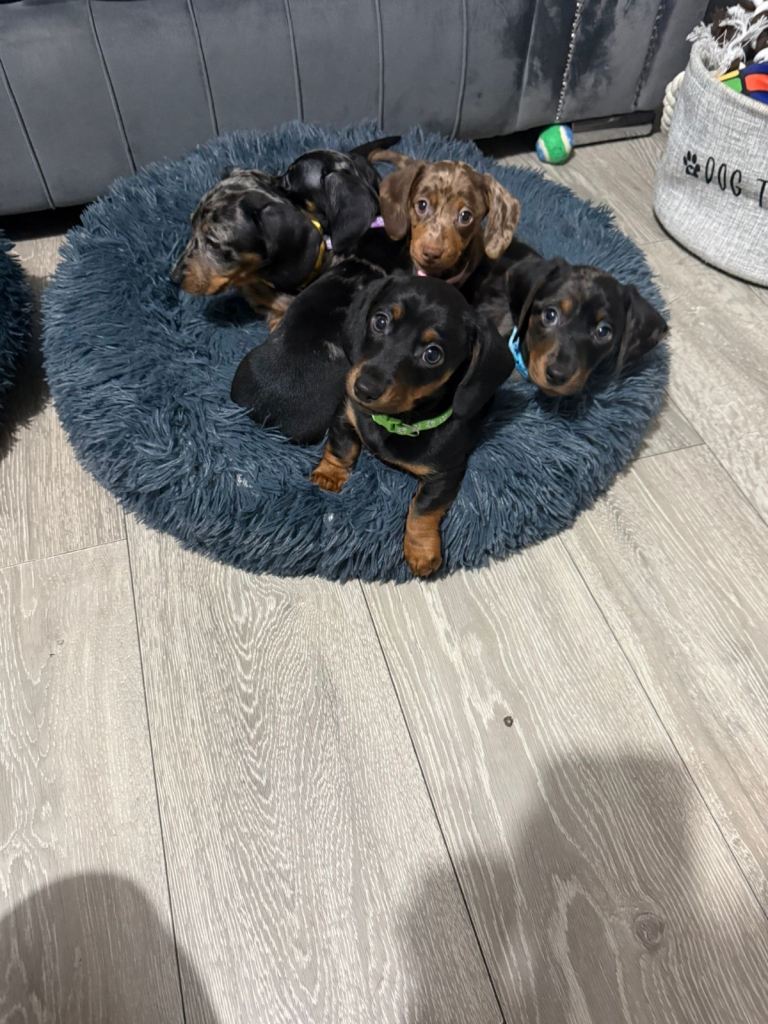  8 Week Old Miniature Dachshund Puppies 