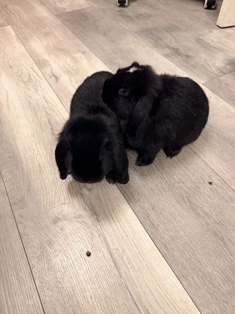 Pure Mini Lop Rabbits – 3.5 Months – Male & Female