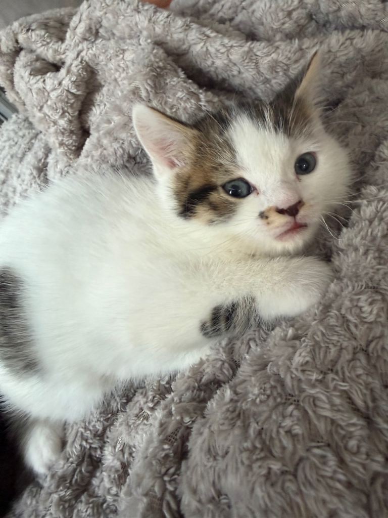 ONE BOY LEFT BEAUTIFUL BRITISH LONG HAIRED KITTEN