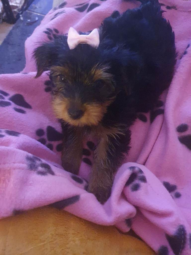  Yorkshire terrier puppies 