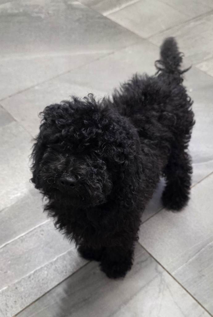 Kc toy poodles